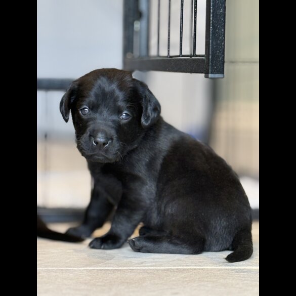 Labrador Retriever - Both