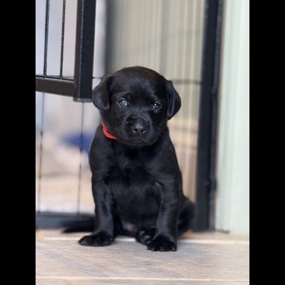 Labrador Retriever - Both