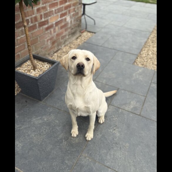 Labrador Retriever - Both