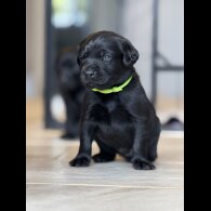 Labrador Retriever - Both