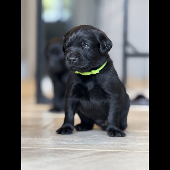 Labrador Retriever - Both