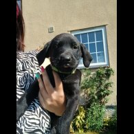 Labrador Retriever - Both