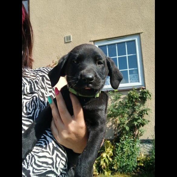 Labrador Retriever - Both