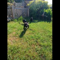 Labrador Retriever - Both