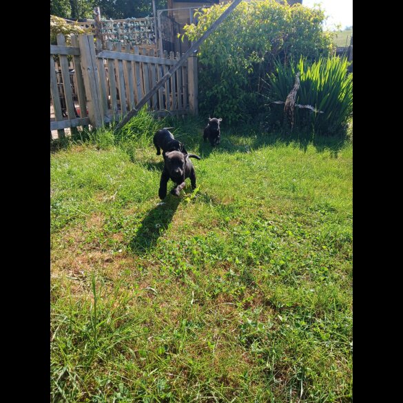 Labrador Retriever - Both