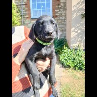 Labrador Retriever - Both