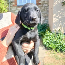 Labrador Retriever - Both