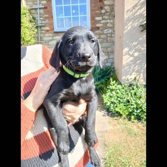 Labrador Retriever - Both
