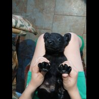 Labrador Retriever - Both