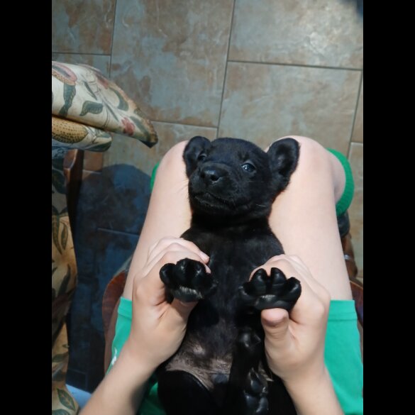 Labrador Retriever - Both