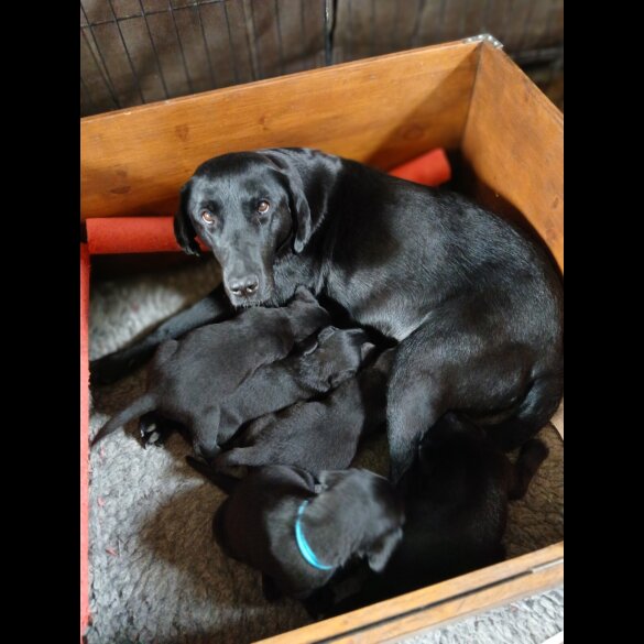 Labrador Retriever - Both