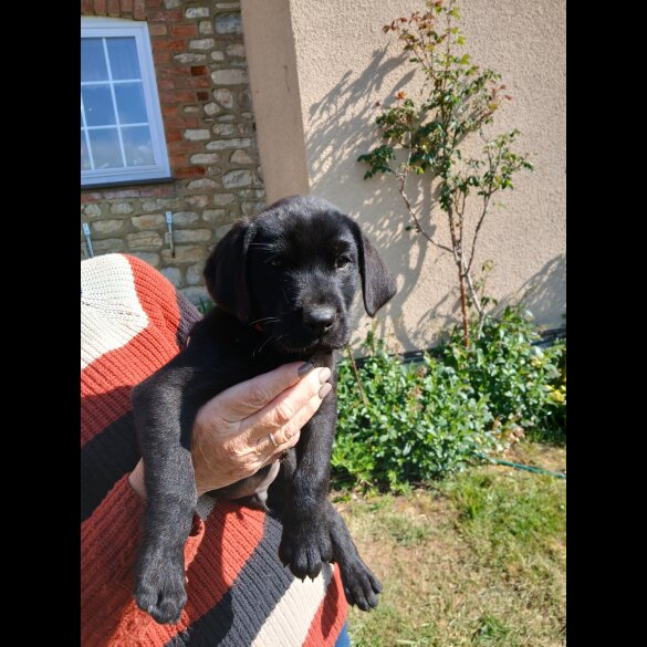 Labrador Retriever - Both