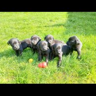 Labrador Retriever - Both