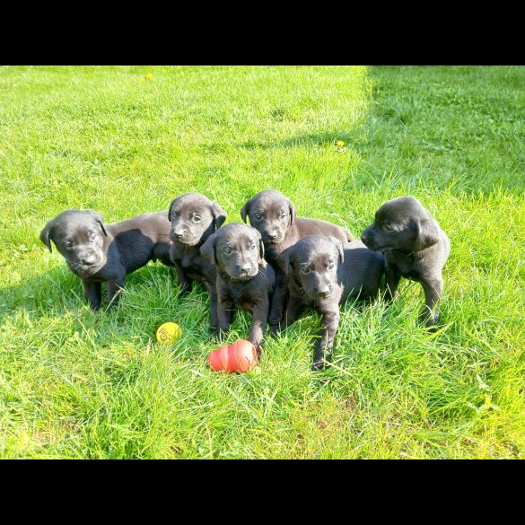 Labrador Retriever - Both