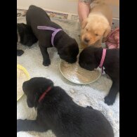 Labrador Retriever - Dogs