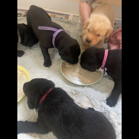 Labrador Retriever - Dogs