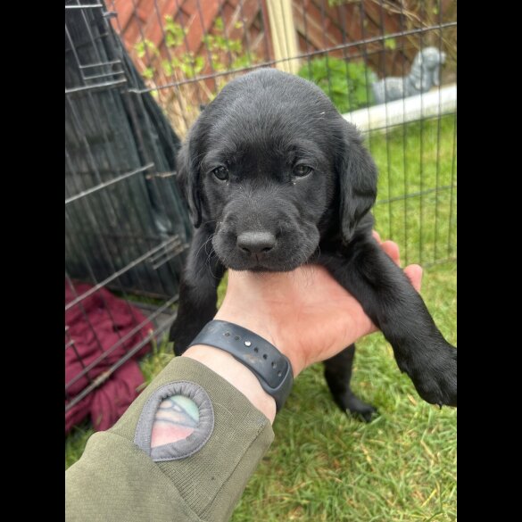 Labrador Retriever - Dogs