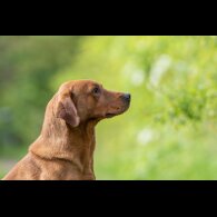 Labrador Retriever - Dogs