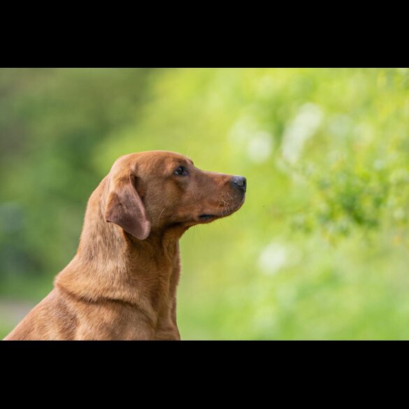Labrador Retriever - Dogs