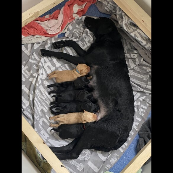 Labrador Retriever - Dogs