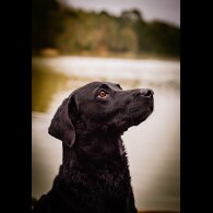 Labrador Retriever - Dogs