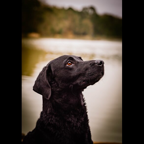 Labrador Retriever - Dogs
