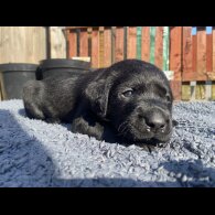 Labrador Retriever - Dogs