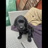 Labrador Retriever - Dogs