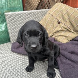 Labrador Retriever - Dogs