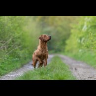 Labrador Retriever - Dogs