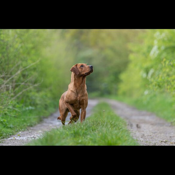 Labrador Retriever - Dogs
