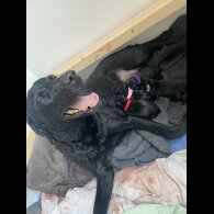 Labrador Retriever - Dogs