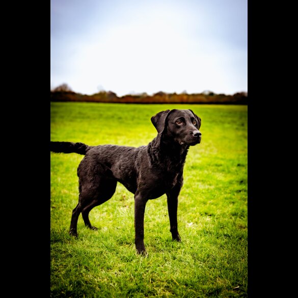 Labrador Retriever - Dogs