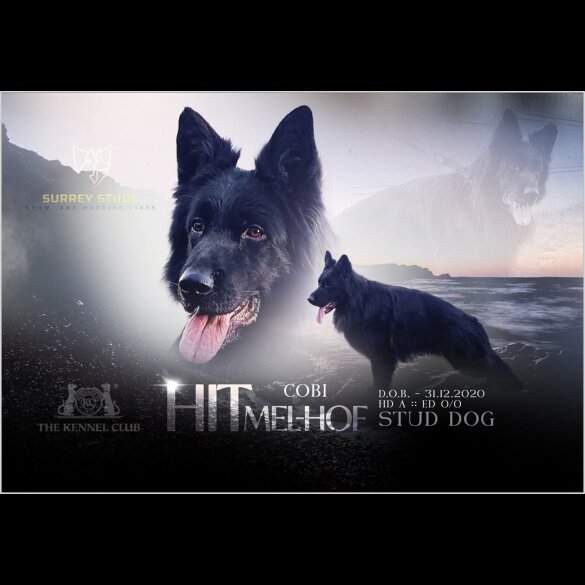 German Shepherd (Alsatian) - Both