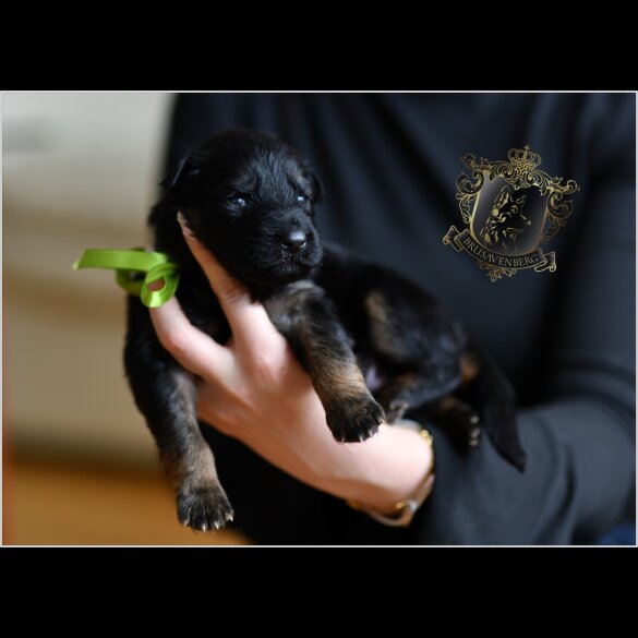 German Shepherd (Alsatian) - Both