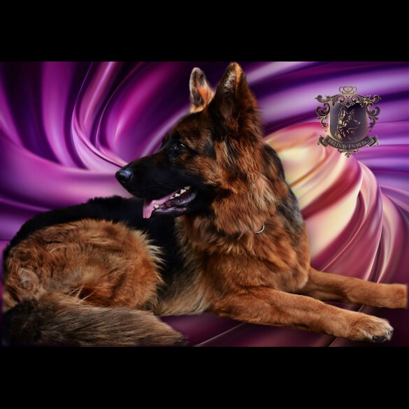 German Shepherd (Alsatian) - Both