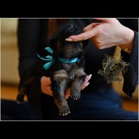 German Shepherd (Alsatian) - Both
