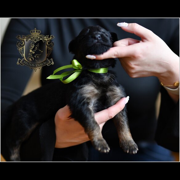 German Shepherd (Alsatian) - Both