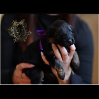 German Shepherd (Alsatian) - Both