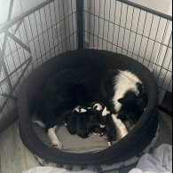 Border Collie - Both