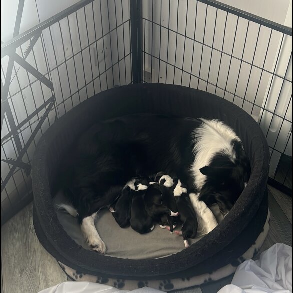 Border Collie - Both