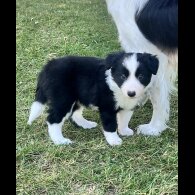 Border Collie - Both