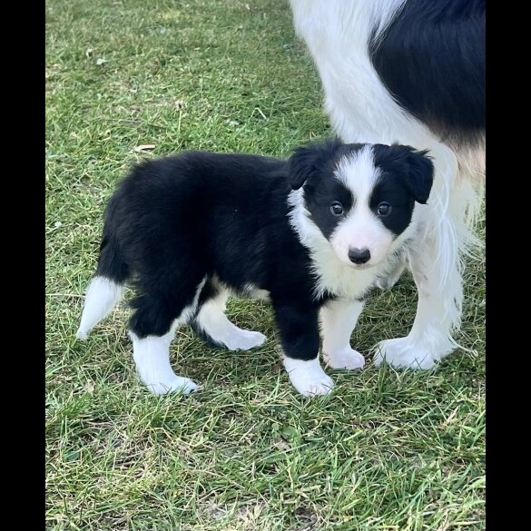 Border Collie - Both