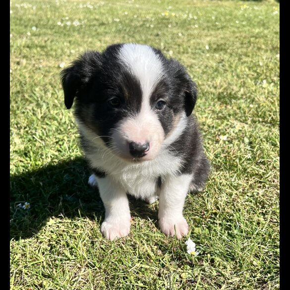 Border Collie - Both