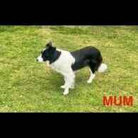 Border Collie - Both