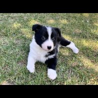 Border Collie - Both