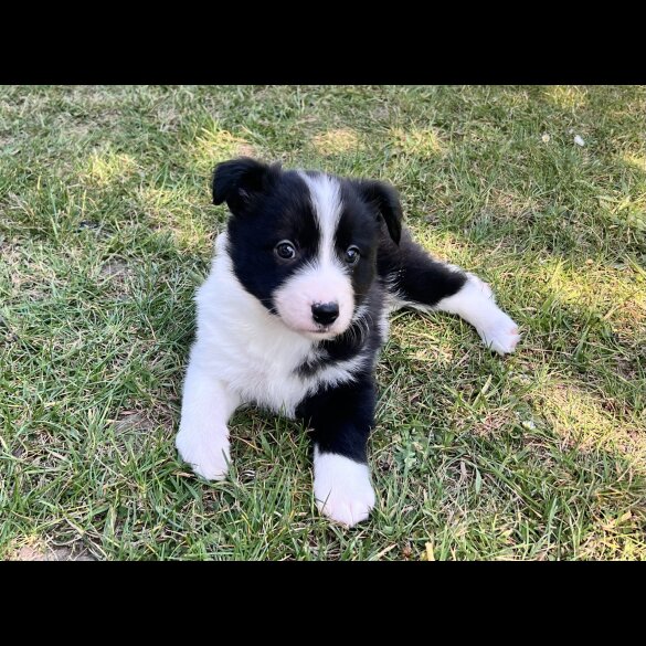 Border Collie - Both