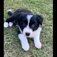 Border Collie - Both