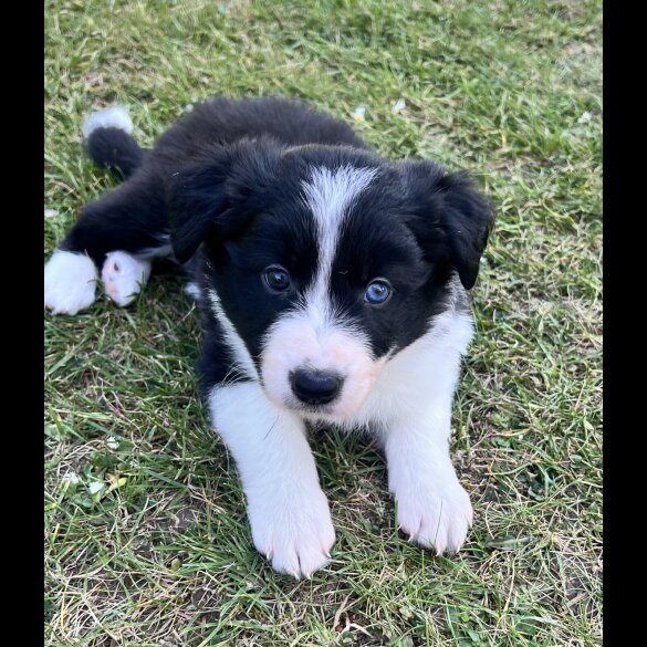 Border Collie - Both