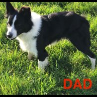 Border Collie - Both